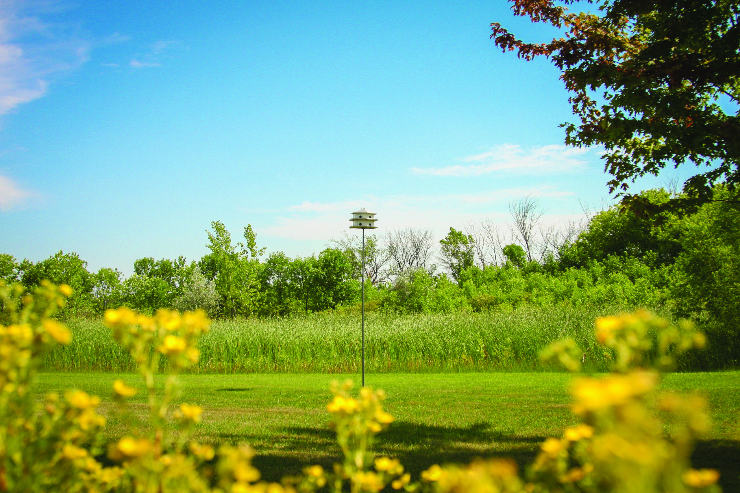 Image of a tree at Fieldcrest Assisted Living.