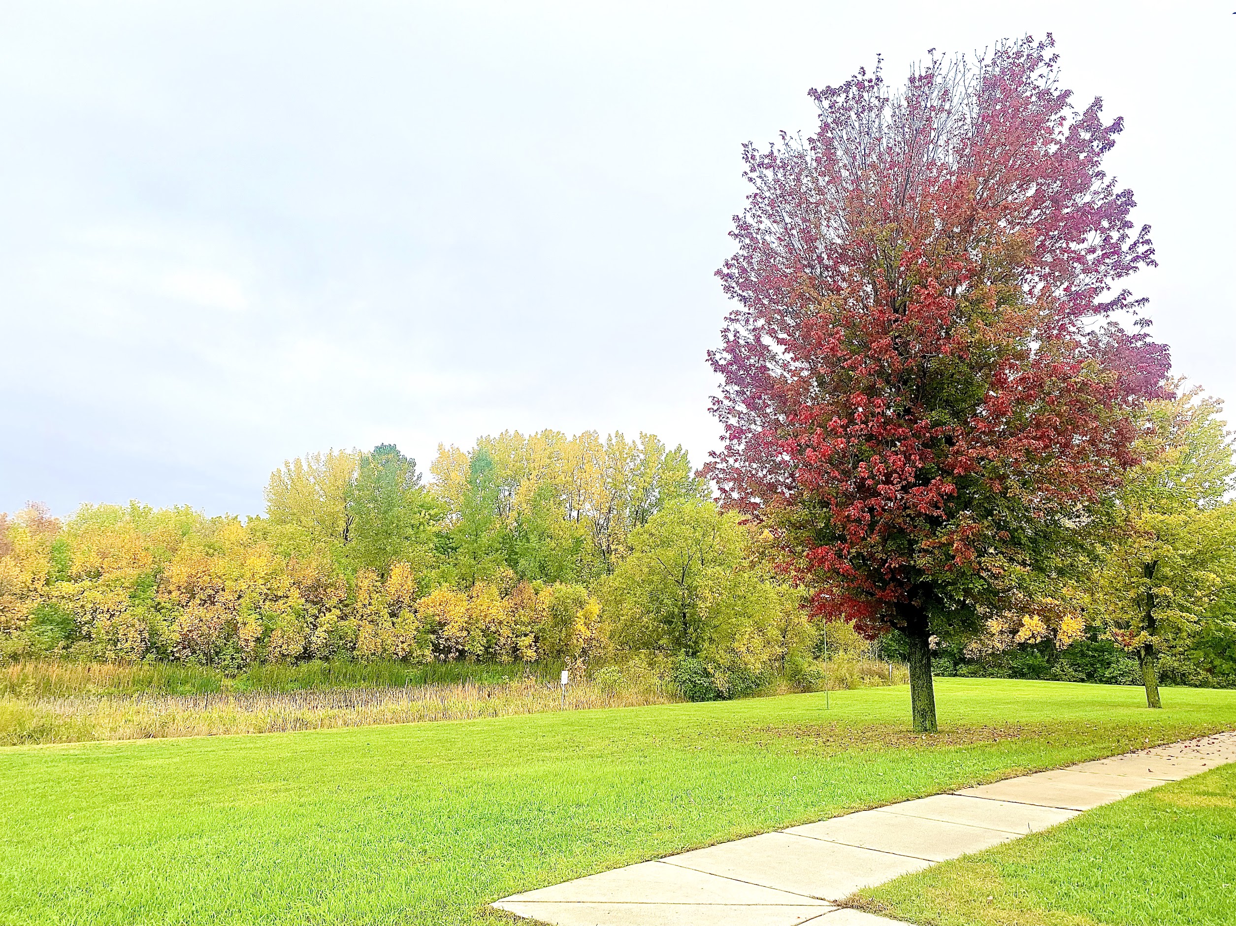 Image of a tree at Fieldcrest Assisted Living.